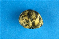 藏品(高腰蜑螺)的圖片